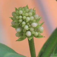 Medinilla multiflora Merr.